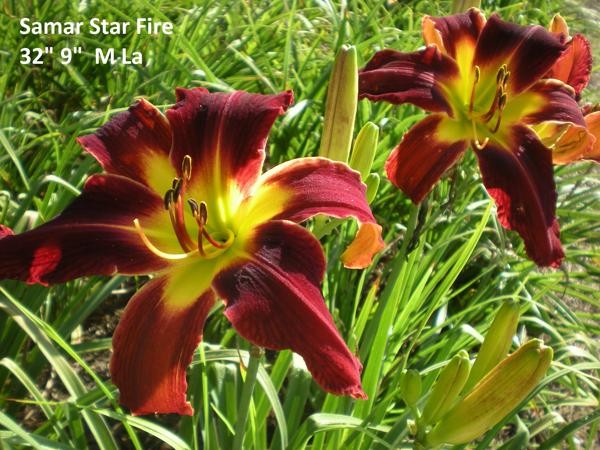 Samar Star Fire
